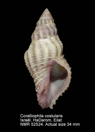 Coralliophila costularis.jpg - Coralliophila costularis(Lamarck,1816)